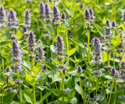Agastache rugosa 'Blue Fortune' 