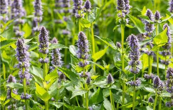 Agastache rugosa 'Blue Fortune' 