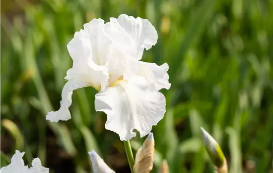 Iris x barbata-elatior 'Immortality' 