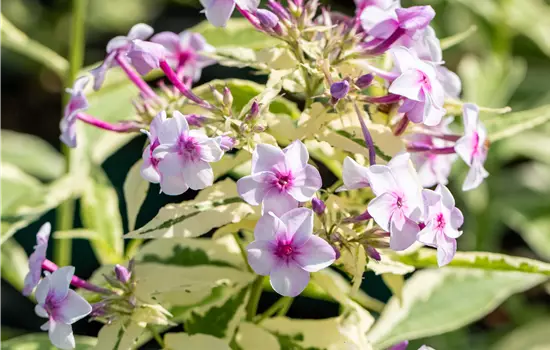 Phlox paniculata 'Nora Leigh' 