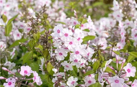 Phlox paniculata 'Europa' 
