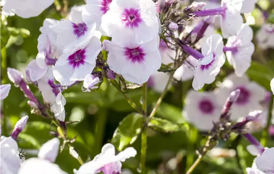 Phlox paniculata 'Bright Eyes' 