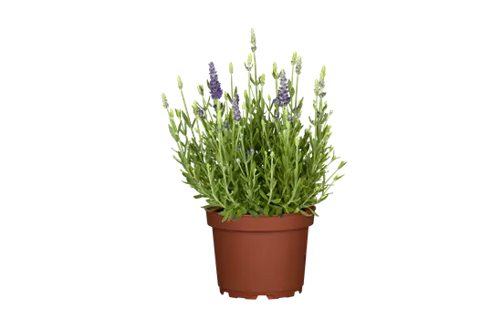 Lavandula angustifolia 'Dwarf Blue' 