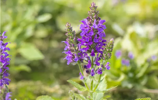 Salvia nemorosa 'Marcus' 