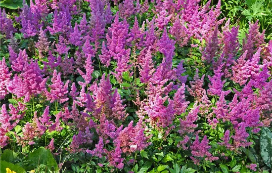 Astilbe japonica 'Mainz' 