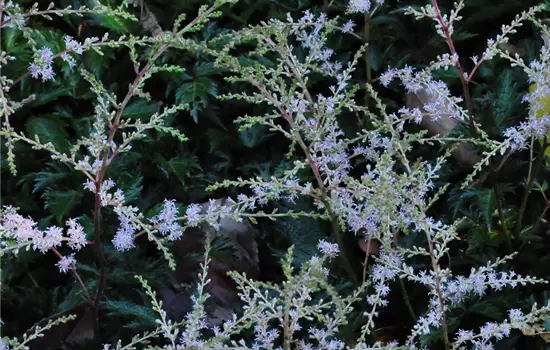 Astilbe glaberrima 'Sprite' 