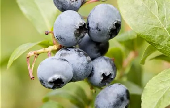 Vaccinium corymbosum 'Spartan' 