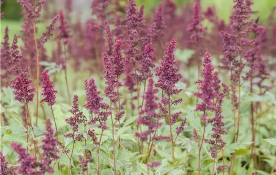Astilbe x arendsii 'Fanal' 
