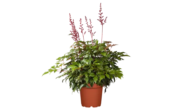 Astilbe x arendsii 'Fanal' 