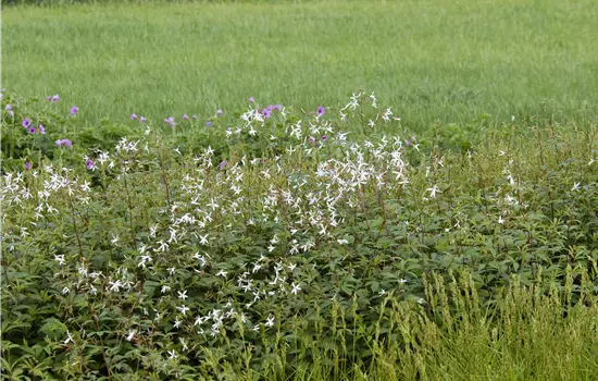 Gillenia trifoliata 