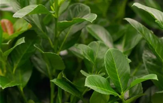 Prunus laurocerasus 'Etna' Prunus laurocerasus 'Etna'