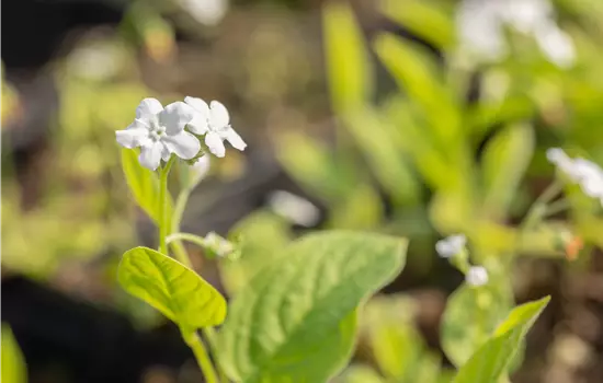 Omphalodes verna 'Alba' 