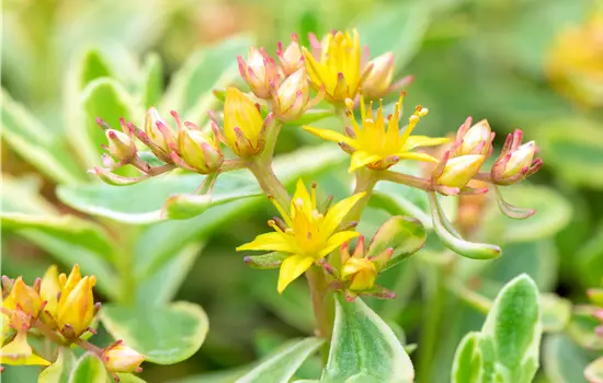 Sedum kamtschaticum 'Variegatum' 