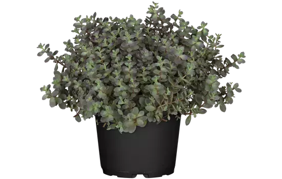 Sedum cyaneum 'Sachalin' 
