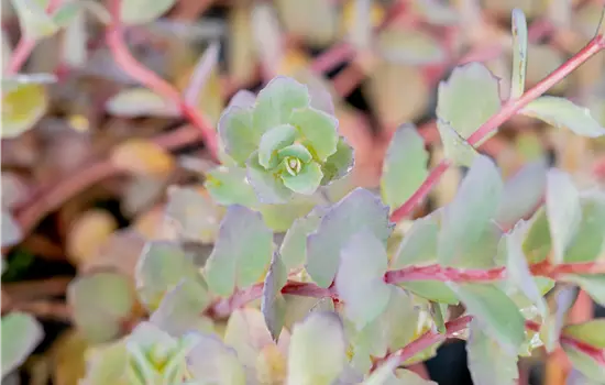 Sedum cauticola 'Bertram Anderson' 