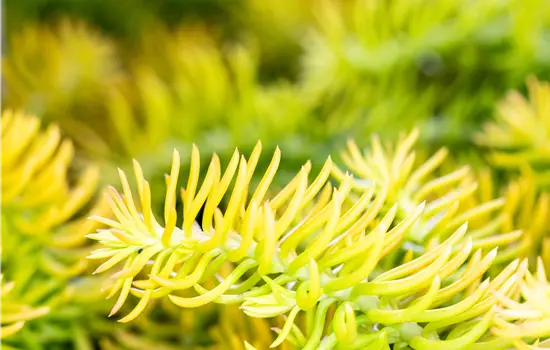 Sedum reflexum 'Angelina' 