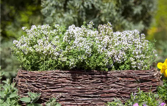 Thymus vulgaris 'Compactus'