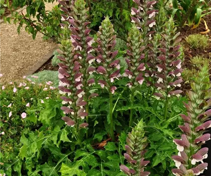 Acanthus hungaricus 