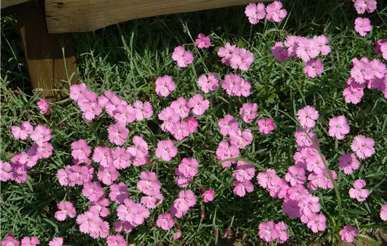 Dianthus gratianopolitanus 'Eydangeri' 