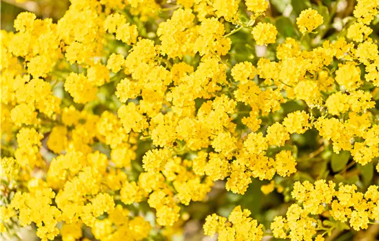 Alyssum saxatile 'Compactum' 