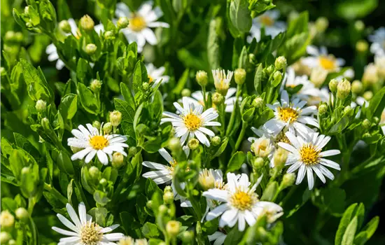 Aster ageratoides 'Starshine'