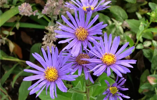 Aster amellus 'Veilchenkönigin' 