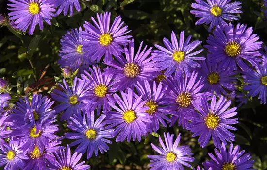Aster amellus 'Blue King' 