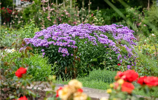 Aster novae-angliae 'Barr's Blue' 
