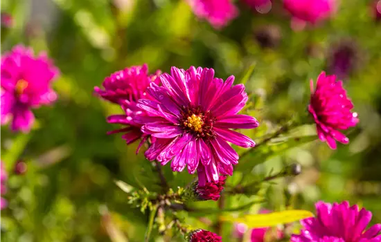 Aster novi-belgii 'Crimson Brocade' 