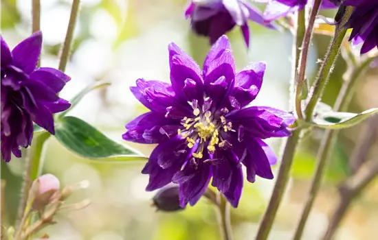 Aquilegia vulgaris 'Plena Blue Barlow' 