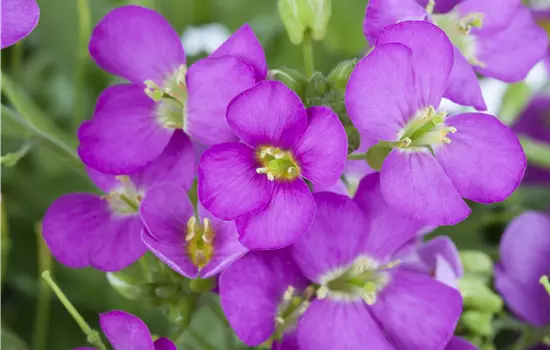 Arabis caucasica 'Compinkie' 