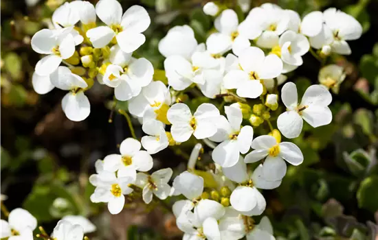 Arabis caucasica 'Schneehaube' 