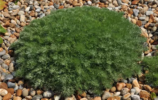 Artemisia schmidtiana 'Nana' 