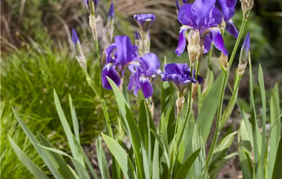 Iris x barbata-elatior 'Blue Rhythm' 