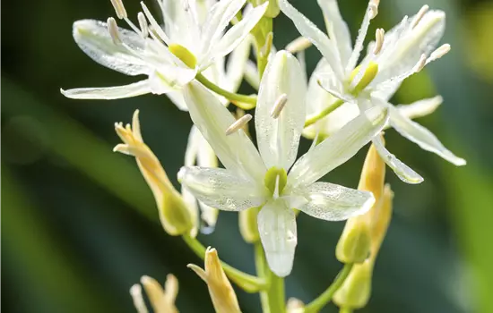 Camassia leichtlinii 'Alba' 