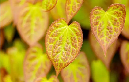 Epimedium x versicolor 'Sulphureum' 
