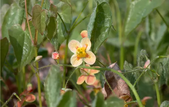 Epimedium x warleyense 'Orangekönigin' 