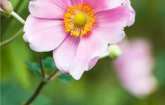 Anemone japonica 'Rosenschale' 