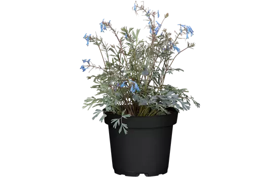Corydalis elata 'Spinners' 