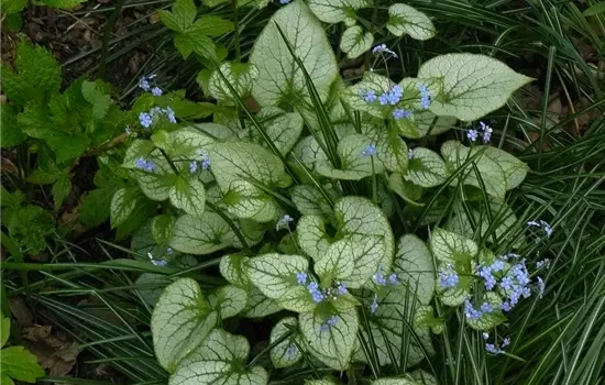 Brunnera macrophylla 'Jack Frost' 