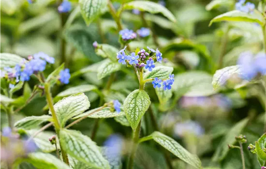 Brunnera macrophylla 'Silver Heart' 