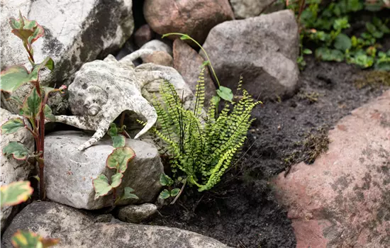 Asplenium trichomanes 