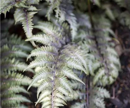 Athyrium niponicum 'Metallicum' 
