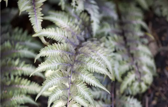 Athyrium niponicum 'Metallicum' 
