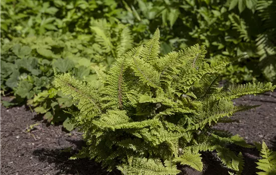 Polystichum setiferum 'Plumosum Densum' 
