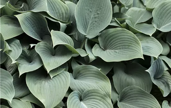 Hosta sieboldiana 'Elegans' 