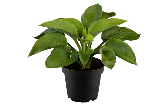 Hosta sieboldiana 'Elegans' 