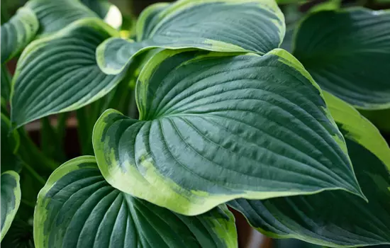 Hosta sieboldiana 'Frances Williams' 
