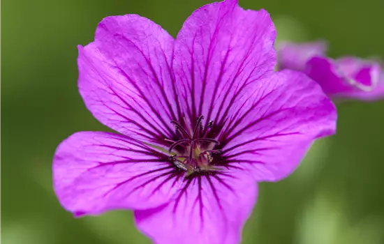 Geranium psilostemon 'Patricia' 