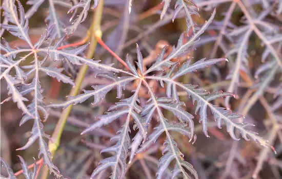 Acer palmatum 'Inaba Shidare' 